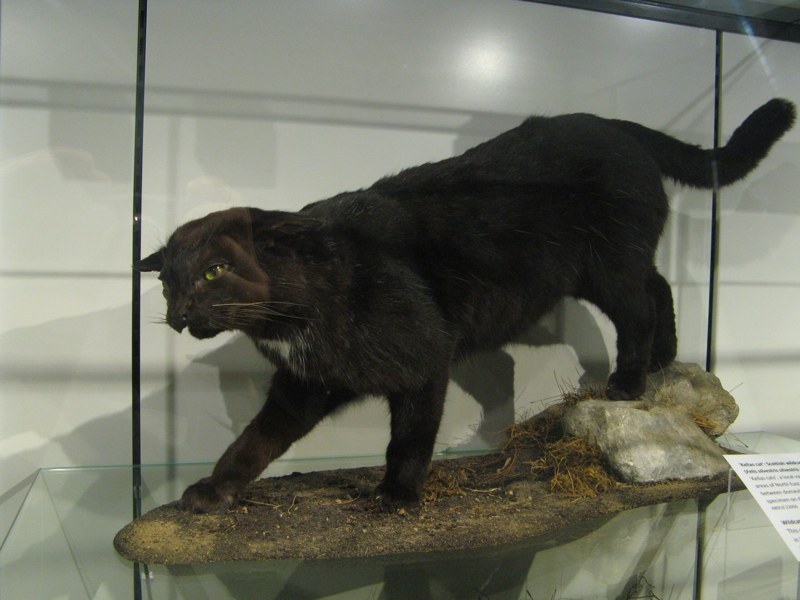 アバディーン大学動物学博物館のケラスキャット剥製を2015年に撮影した写真